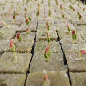 25x25x25mm Stonewool Sheet With 50 Cubes