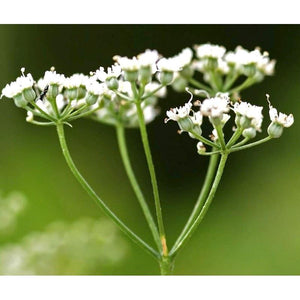 Aniseed Essential Oil