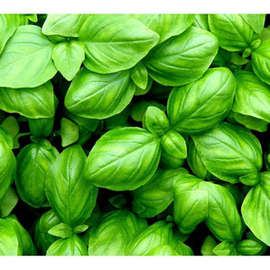 Basil Essential Oil