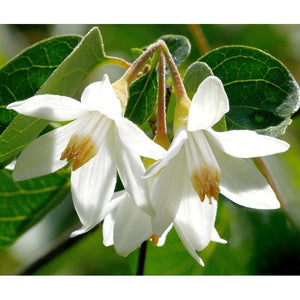 Benzoin Essential Oil