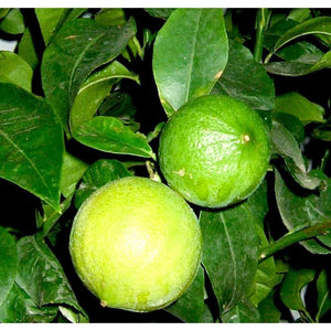 Bergamot Essential Oil