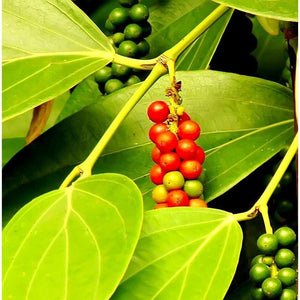 Black Pepper Essential Oil