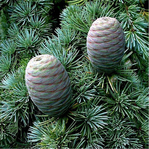 Cedarwood Atlas Essential Oil