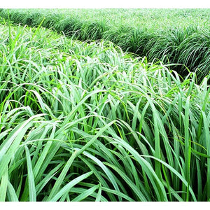 Citronella Essential Oil