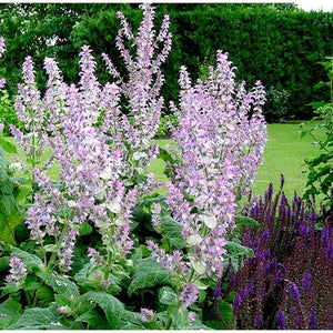 Clary Sage Essential Oil