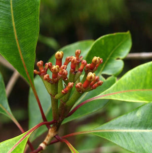 Clove Essential Oil