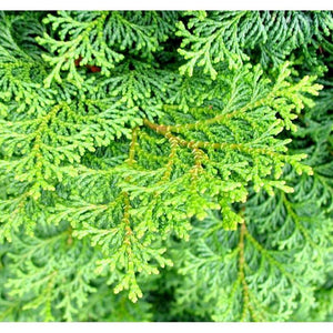 Cypress Essential Oil