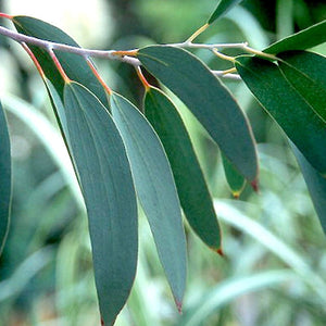 Eucalyptus Essential Oil