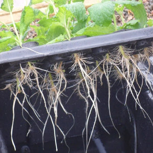 20 Plant Aeroponic Propagation Mister | Nutriculture X-Stream