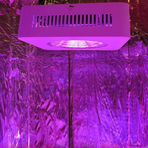 Lushpro 100W LED Grow Light