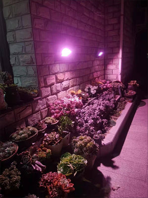 Outdoor Solar LED Flood Grow Light | IP66 | 35-60 Watts