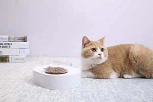 Fresh Nano-15 Adjustable Cat Feeding Bowl - Single