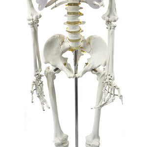 Human Skeleton Anatomical Model 180cm