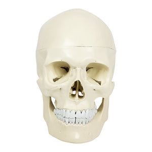 Life Size Anatomical Deluxe Human Skull Model Medical Skeleton Anatomy Replica