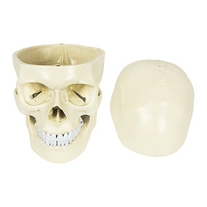 Life Size Anatomical Deluxe Human Skull Model Medical Skeleton Anatomy Replica