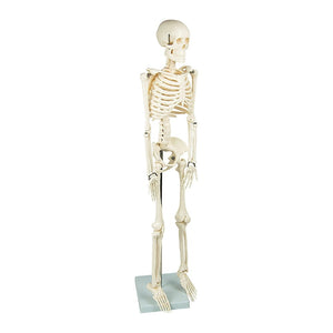 Anatomical 85cm Tall Human Skeleton with Flexible Spine Model - Medical Anatomy