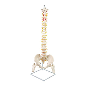 Life Size Flexible Vertebral Spine Pelvis & Femur Skeleton Model Anatomy Model