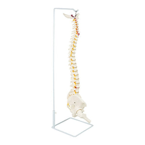 Life Size Flexible Vertebral Spine Pelvis & Femur Skeleton Model Anatomy Model