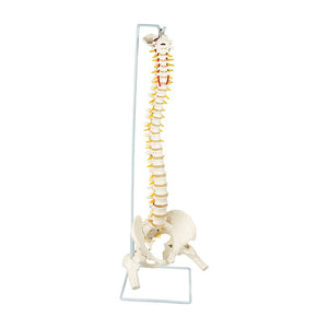 Life Size Flexible Vertebral Spine Pelvis & Femur Skeleton Model Anatomy Model