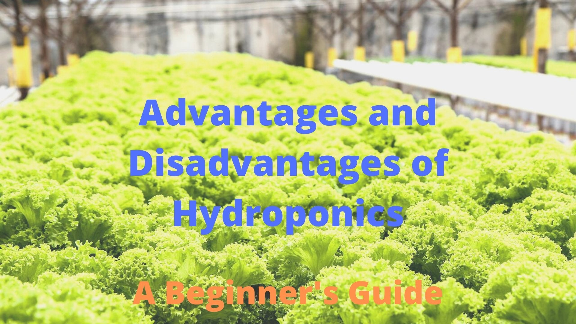 Advantages and Disadvantages of Hydroponics – A Beginner’s Guide - The Hippie House