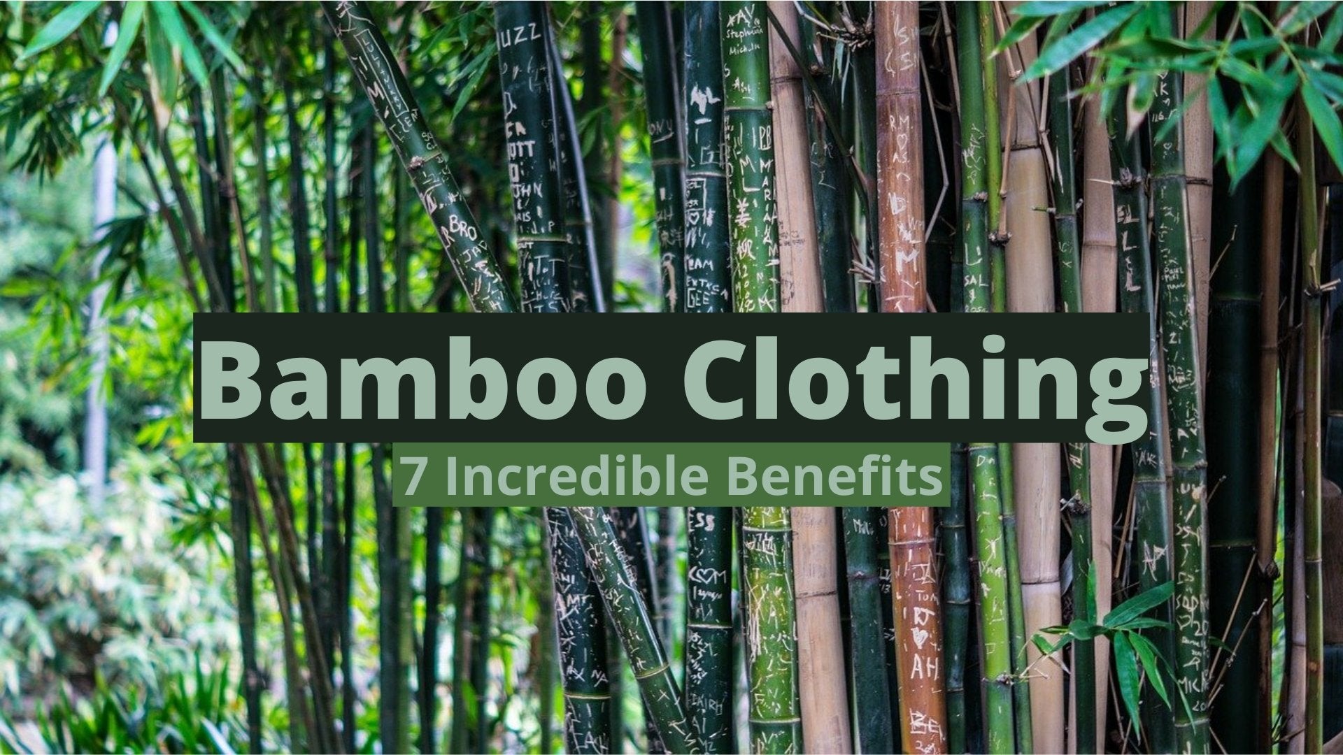 Bamboo Clothing - 7 Incredible Benefits - The Hippie House