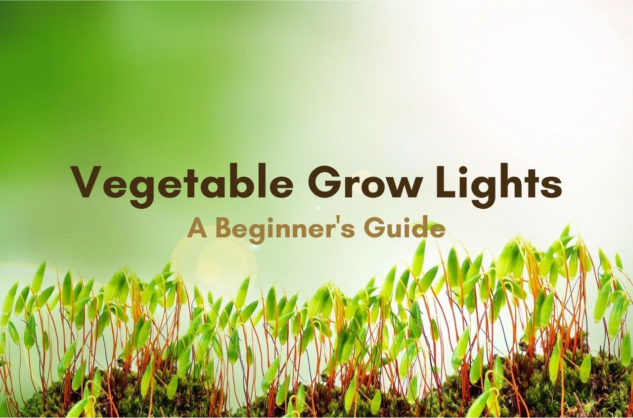 A Beginner's Guide to Vegetable Grow Lights - The Hippie House