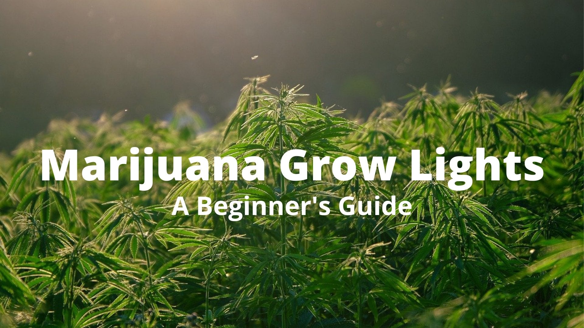A Beginner's Guide To Marijuana Grow Lights - The Hippie House