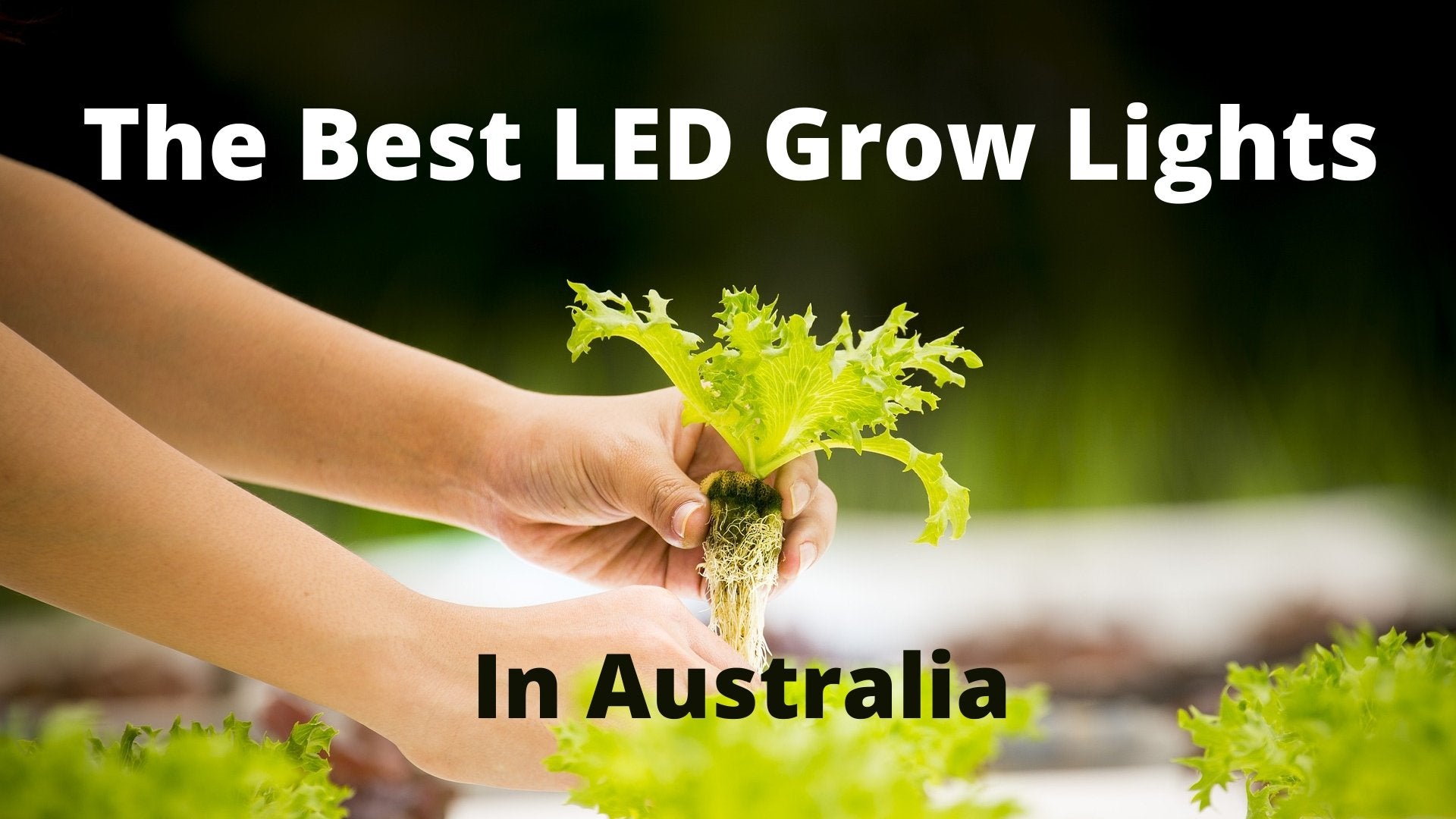 The Best LED Grow Lights Online In Australia - The Hippie House