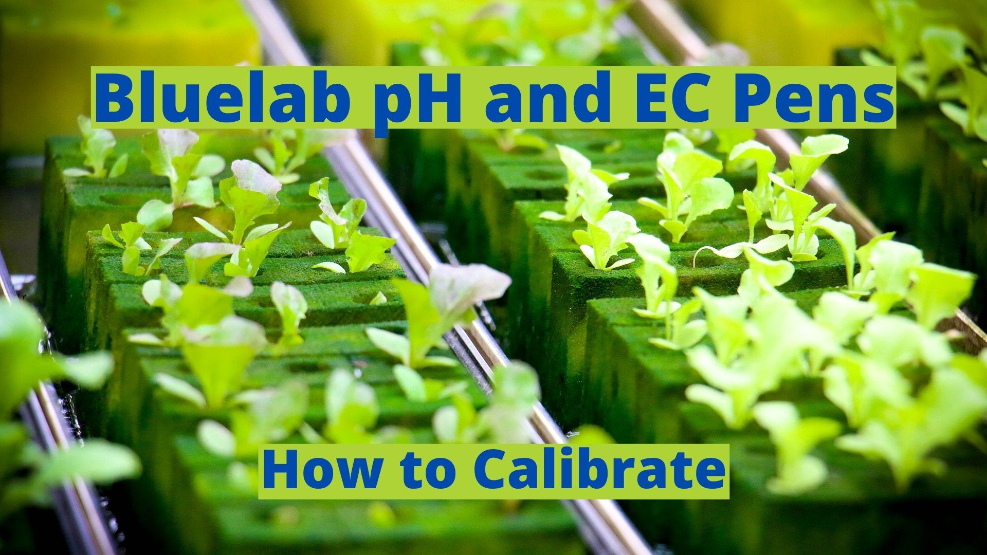 How To Calibrate the Bluelab pH and EC Pens - The Hippie House