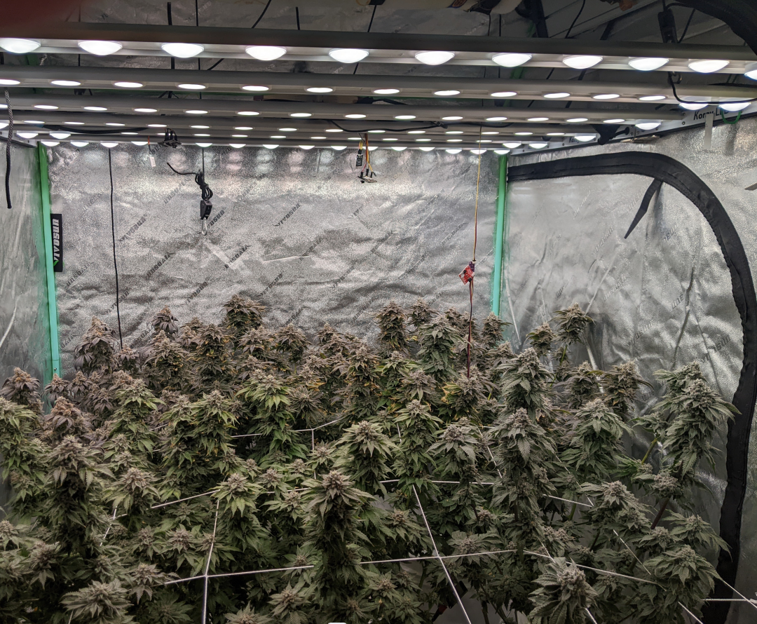 LED Grow Light | Koray G80 480 Watt | Samsung + Osram Diodes | Full Spectrum