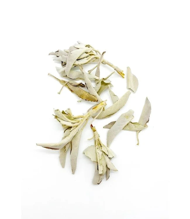 Sage Dreaming White Sage Loose Tips | 25G