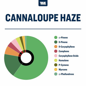 True Terpenes Cannalope Haze 480mL | Industrial Sativa Terpene Blend with Melon, Floral & Pine