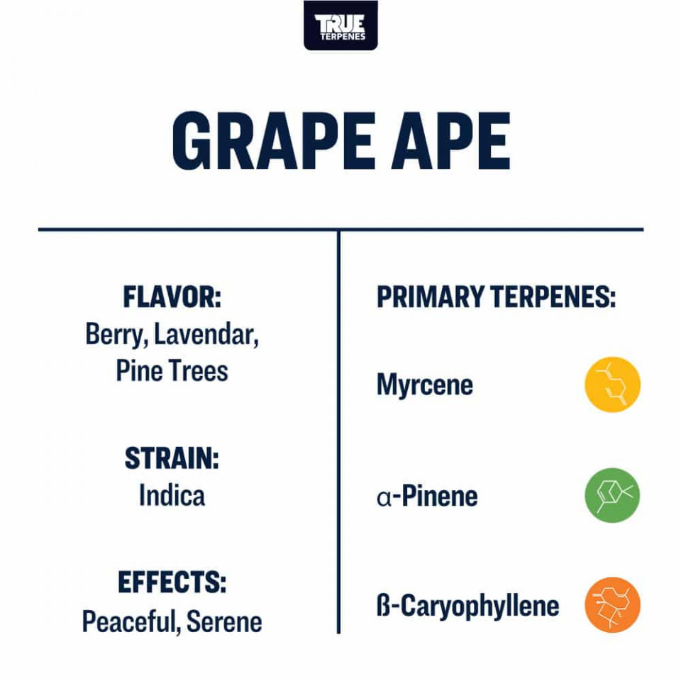 True Terpenes Grape Ape 240mL | Calming Indica Terpene with Grape, Earthy Pine & Floral Lavender