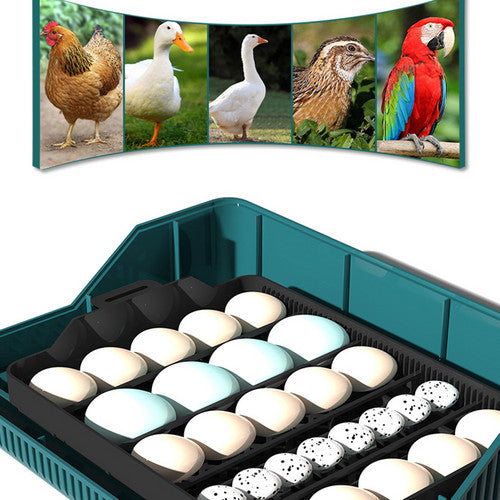 Digital LED Fully Automatic | 25 Egg Incubator | Hatch Turning Chicken Eggs | Poultry
