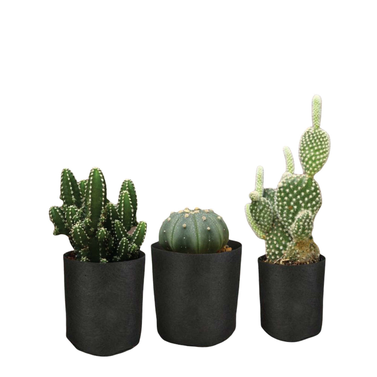 Fabric Flower Pots | 6 Pack | 1 Gallon | 3.8L | Garden Planter Bags | Black Felt Root Pouch