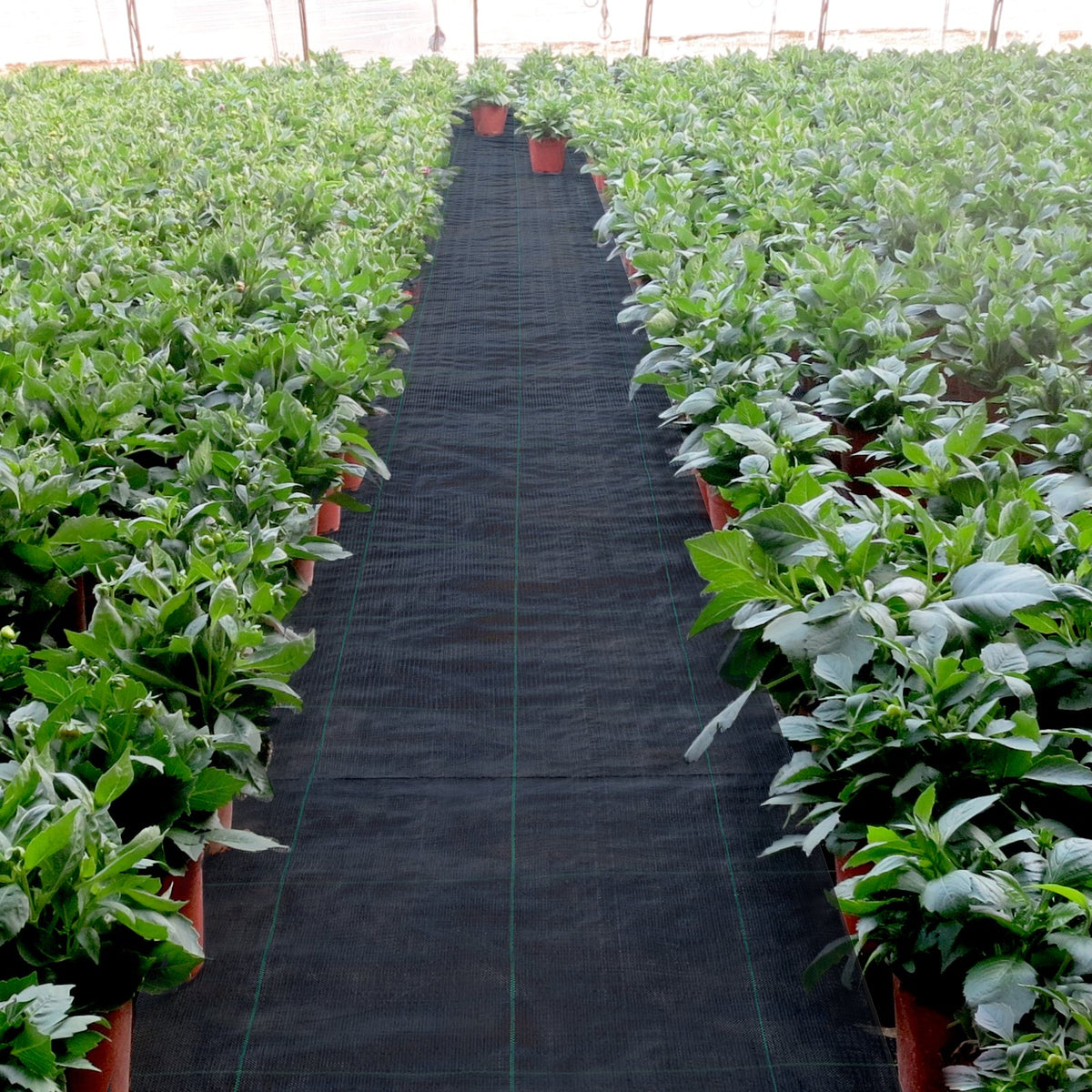 Weed Barrier Fabric | 5.8oz Heavy Duty Woven Ground Cover | 4ft x 300ft Landscape Geotextile for Weed Control