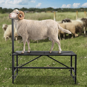 Goat & Sheep Stand | 51x23" Adjustable Livestock Milking & Shearing Stand | 500lb Load Capacity with Headpiece