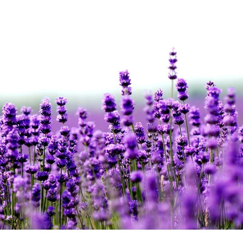 Lavandin Essential Oil