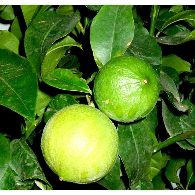 Bergamot Essential Oil