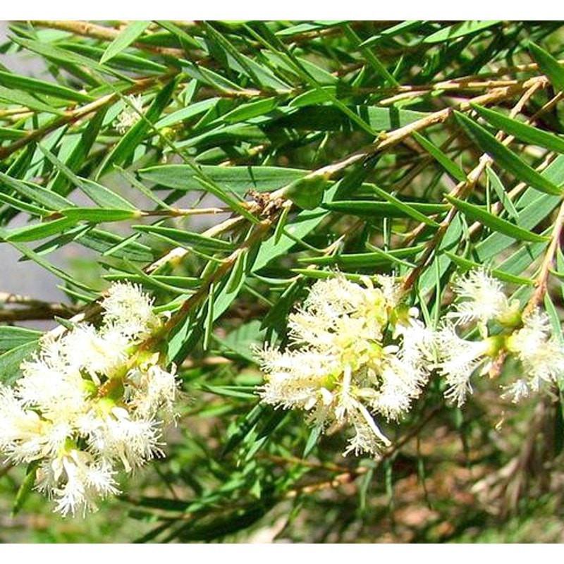 Cajeput Essential Oil
