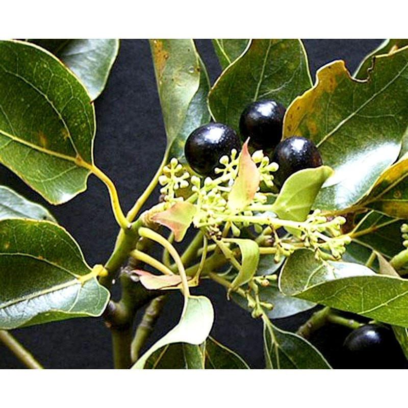 Camphor Essential Oil