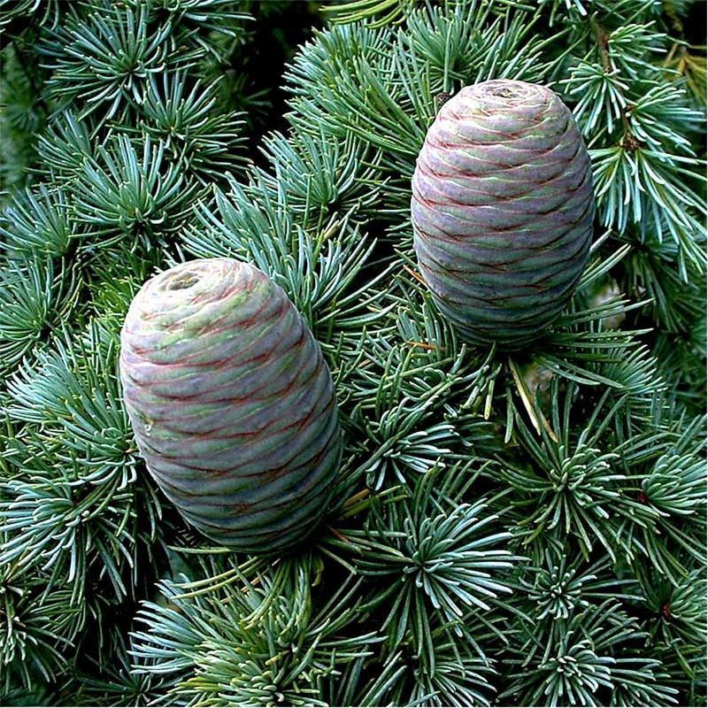 Cedarwood Atlas Essential Oil