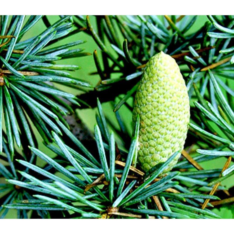 Cedarwood Himalayan Essential Oil