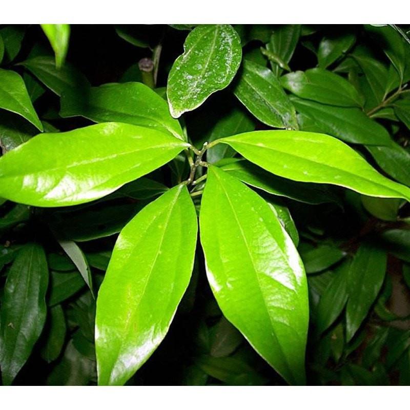 Cinnamon Leaf Essential Oil