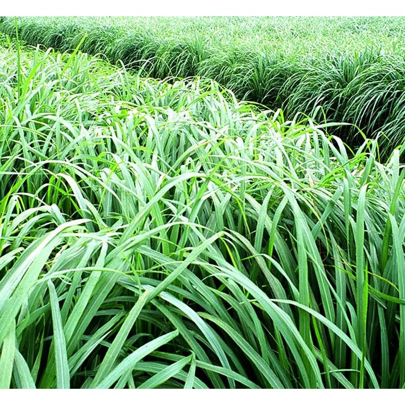 Citronella Essential Oil