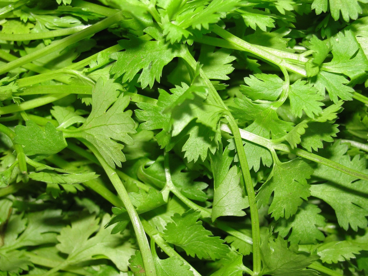 Coriander Essential Oil