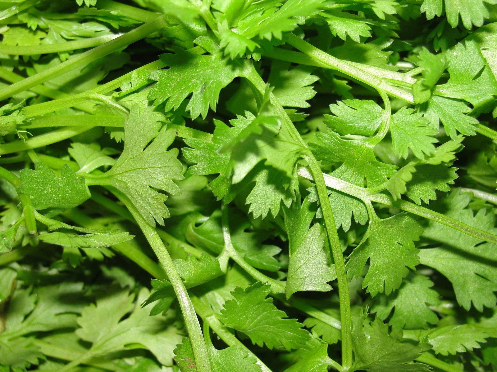 Coriander Essential Oil