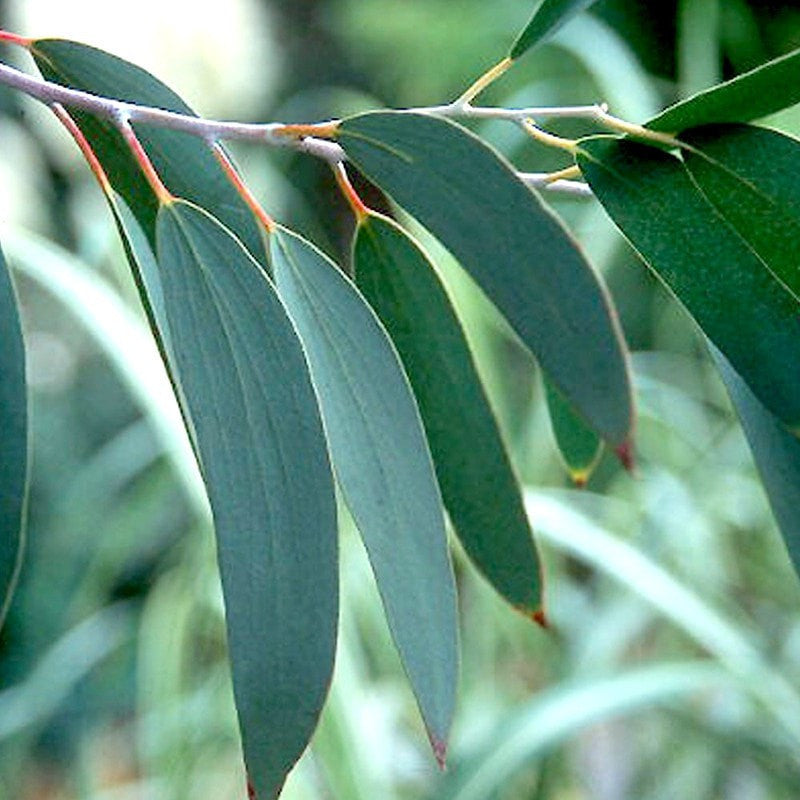 Eucalyptus Essential Oil