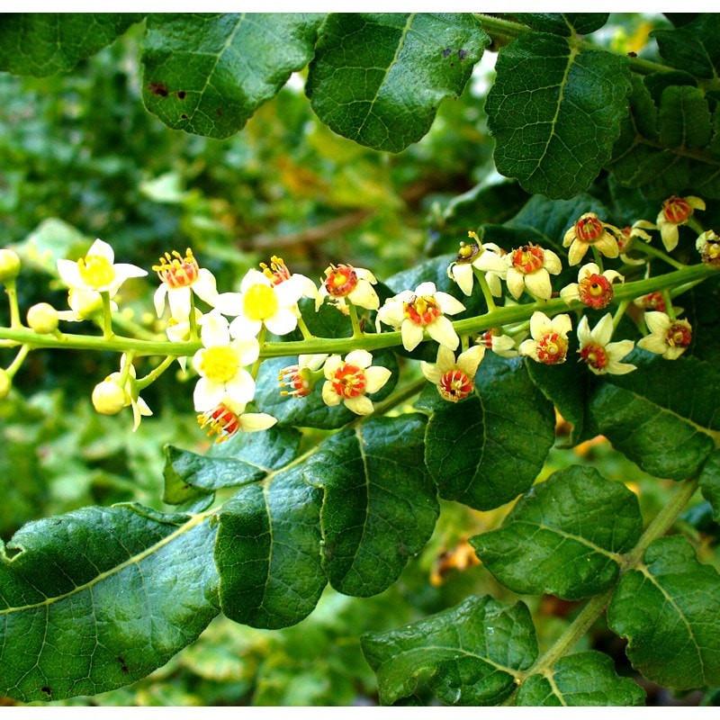 Frankincense Essential Oil