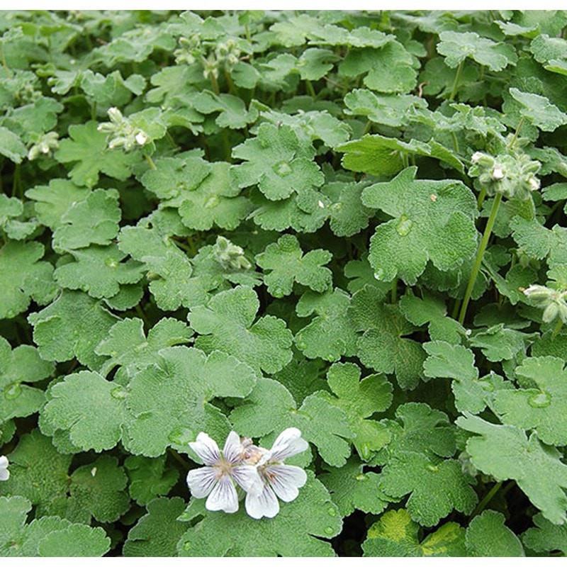 Geranium (African) Essential Oil